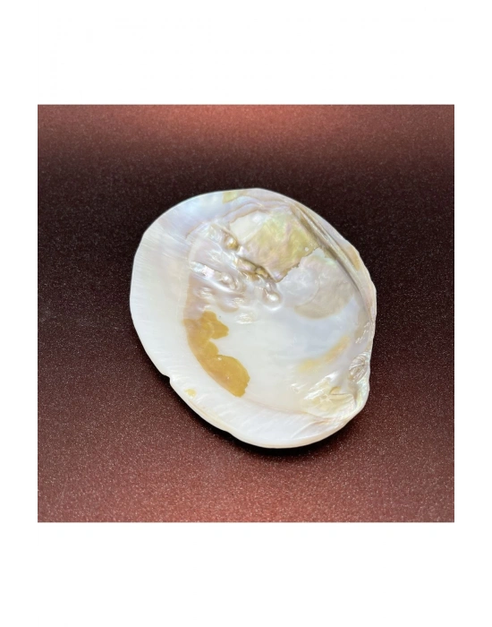 İstiridye Sedef Deniz Kabuğu Kase