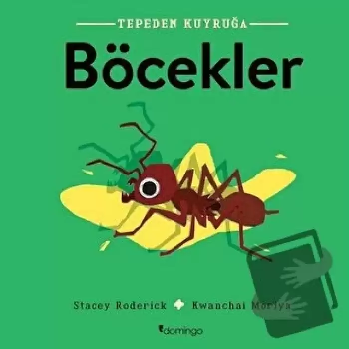 Böcekler - Tepeden Kuyruğa