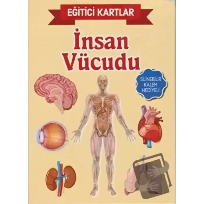 Eğitici Kartlar - İnsan Vücüdu