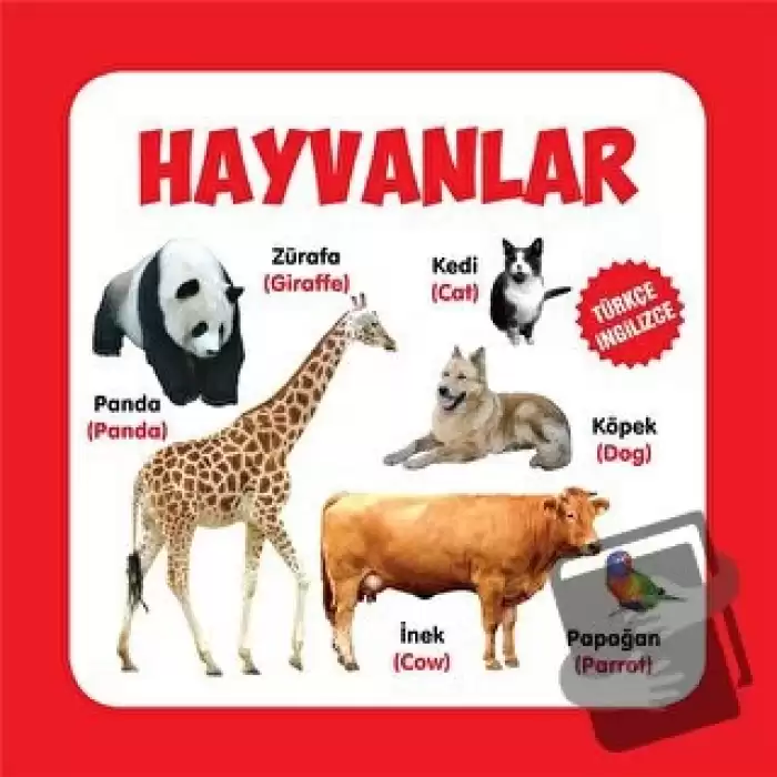 Hayvanlar