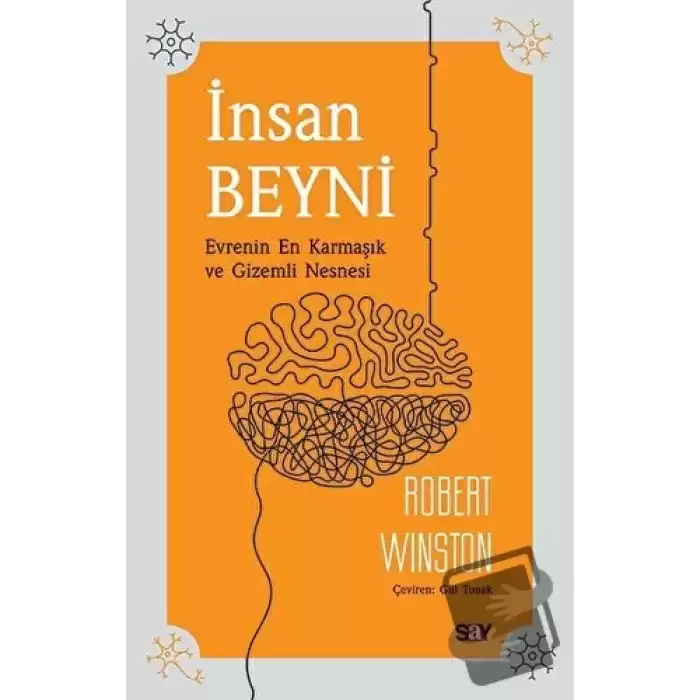 İnsan Beyni