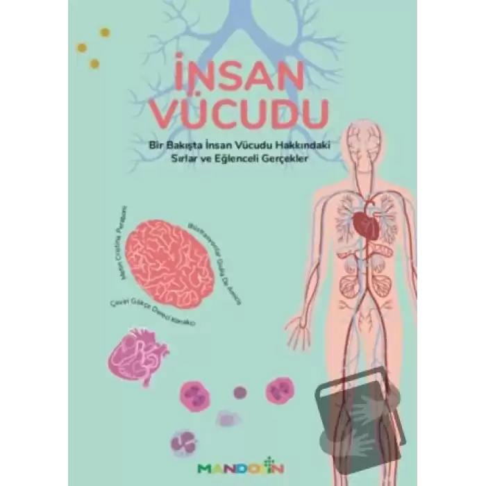 İnsan Vücudu