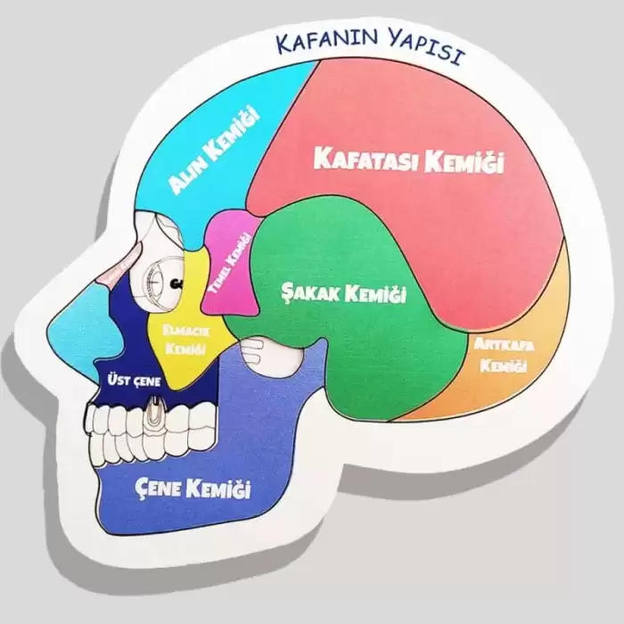 Moon Beavers Kafanın Yapısı Ahşap Eğitici Oyun