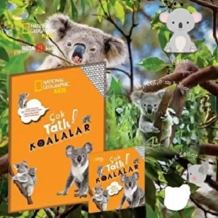 Çok Tatlı Koalalar - National Geographic Kids