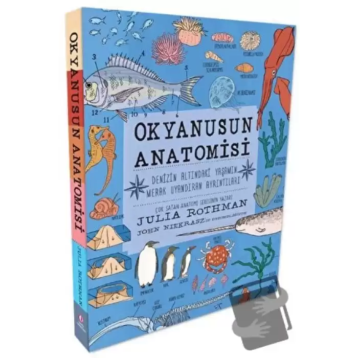 Okyanusun Anatomisi