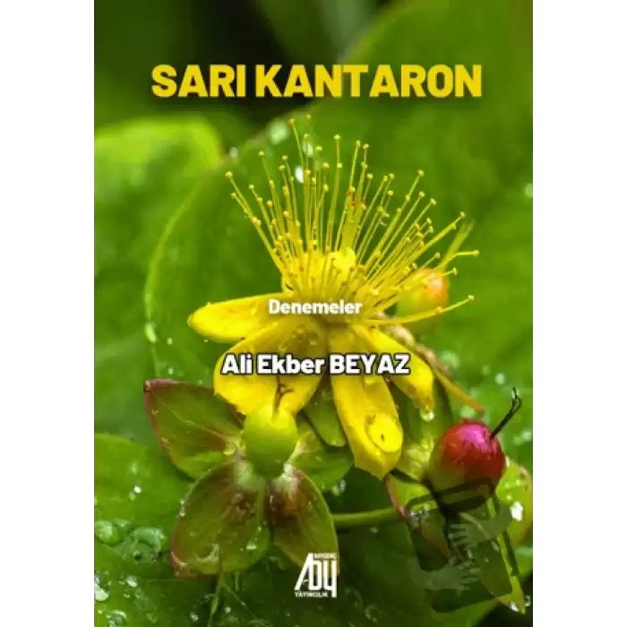 Sarı Kantaron