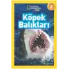 Köpek Balıkları