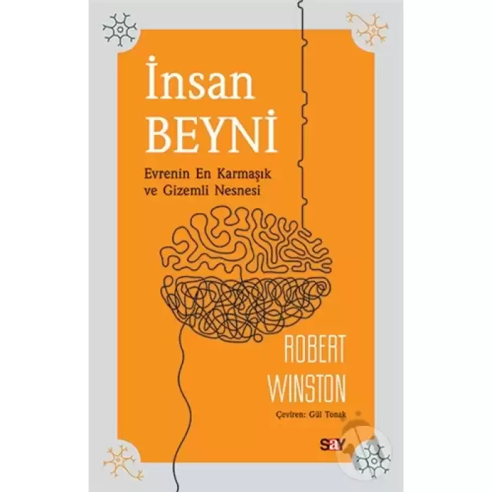 İnsan Beyni