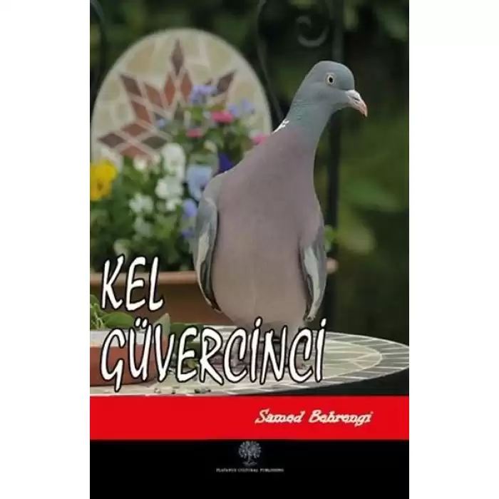 Kel Güvercinci