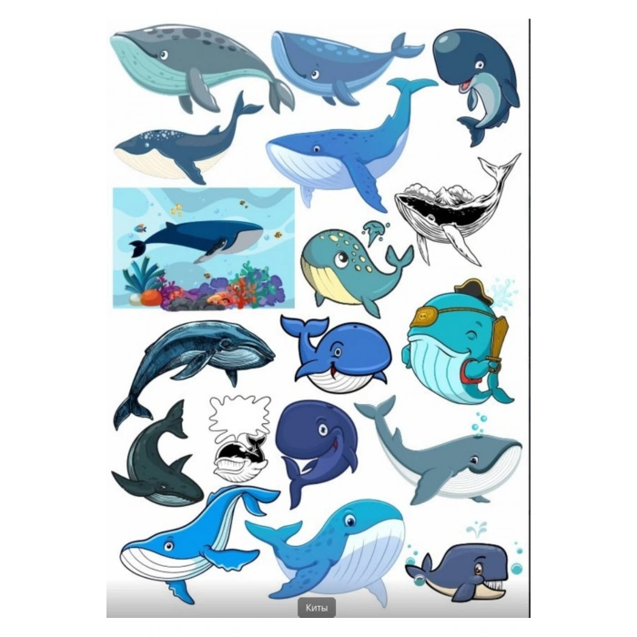 Balina Sticker Set 3