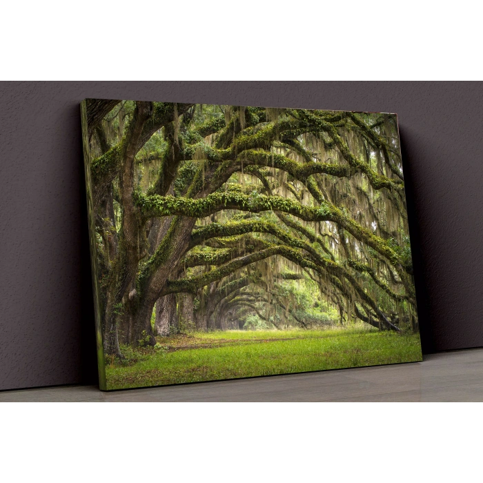 Ağaçlar Ve Yeşil Yol Kanvas