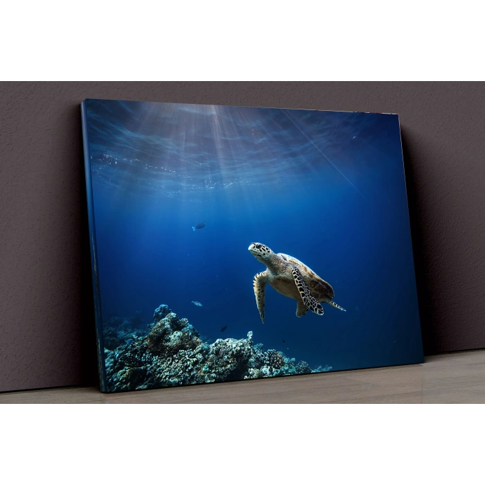 Caretta Caretta Ve Deniz Kanvas