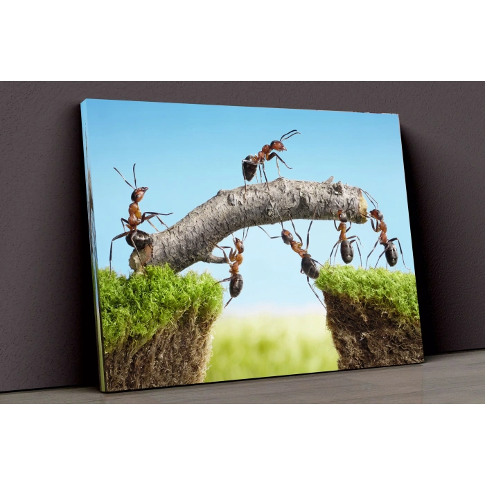 İşbirliği Ve Karıncalar