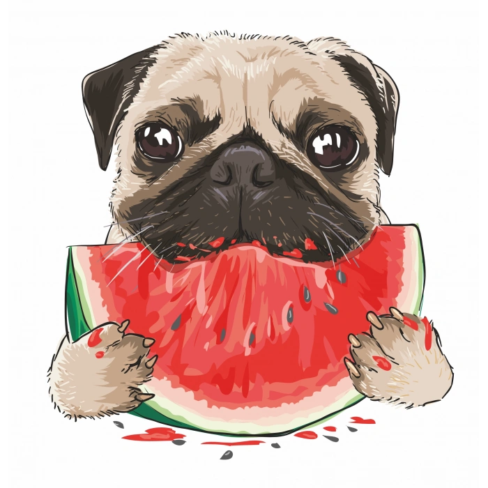 Karpuz Yiyen Pug Köpek Duvar Stickerı