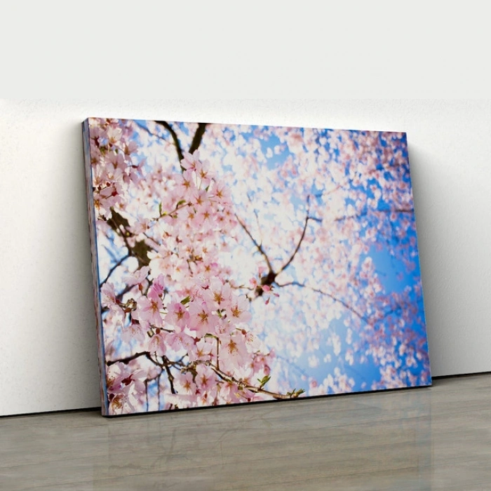 Kiraz Çiçekleri (Sakura) Kanvas Tablo