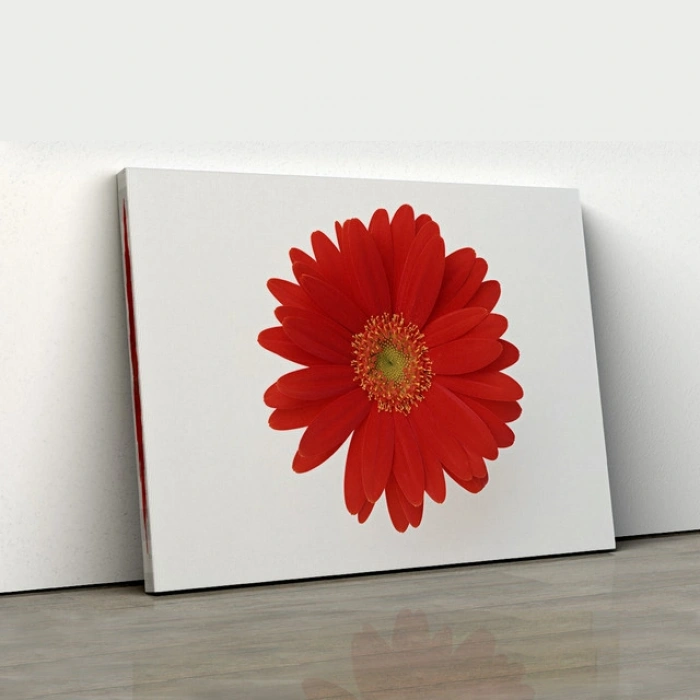 Kırmızı Gerbera Zarafeti