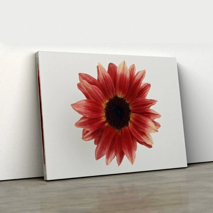 Kızıl Gerbera Kanvas Tablo