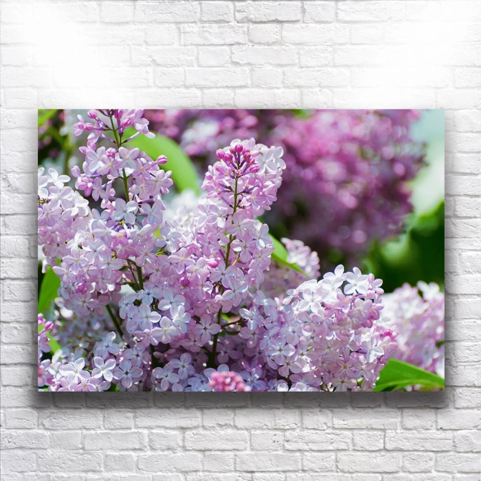 Mor Çiçekler Kanvas