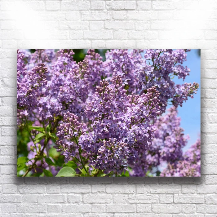 Mor Çiçekler Kanvas