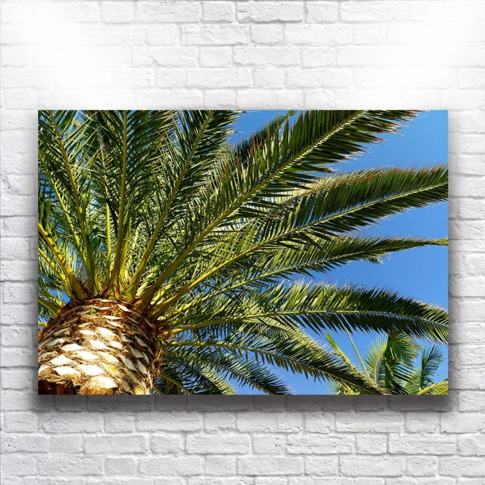 Palmiye Ağacı Kanvas