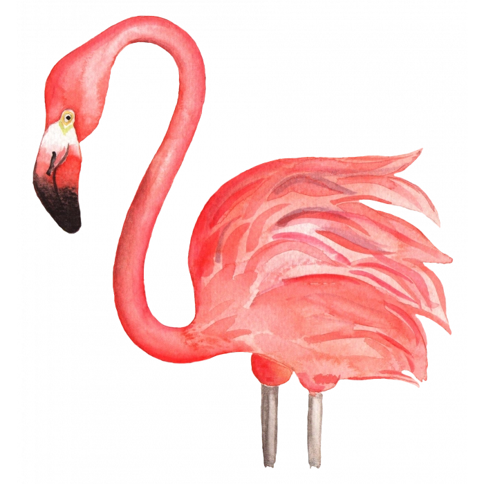 Pembe Flamingo