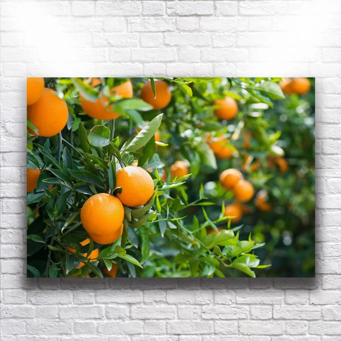 Portakal Ağaçları Kanvas