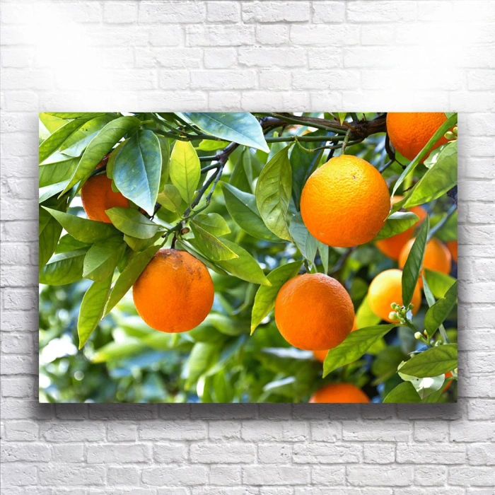 Portakal Ağaçları Kanvas
