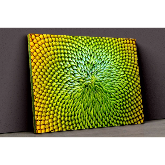 Renkli Dikenler Kanvas