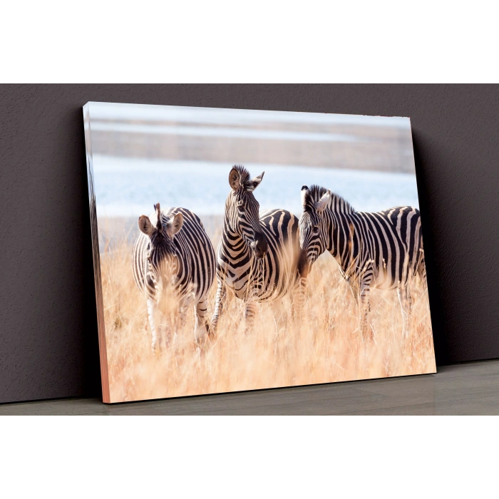 Zebralar Kanvas