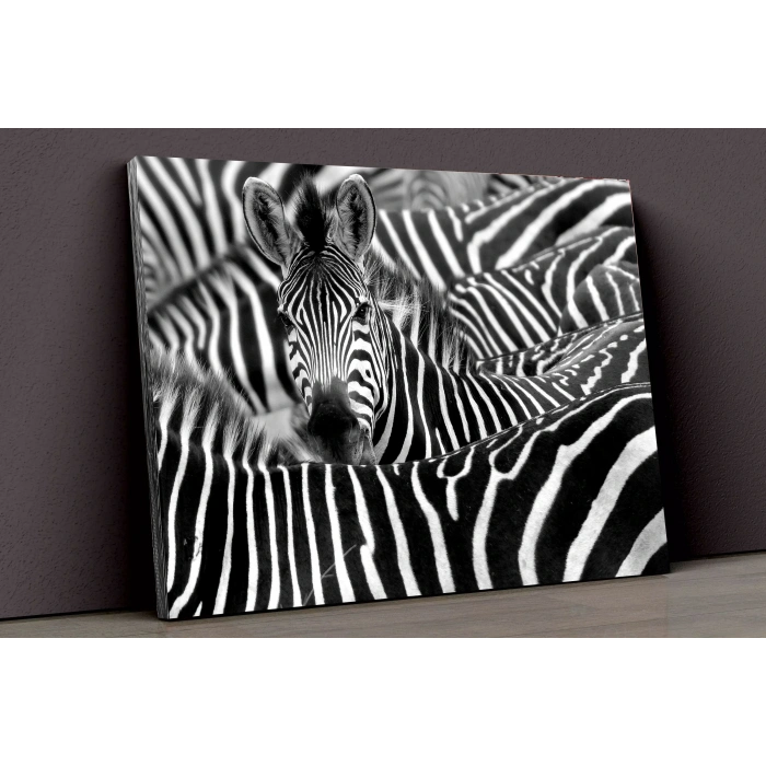 Zebralar Kanvas