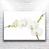 Beyaz Orkideler Kanvas