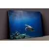 Caretta Caretta Ve Deniz Kanvas