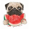 Karpuz Yiyen Pug Köpek Duvar Stickerı