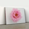 Katmanlı Pembe Gül Kanvas Tablo
