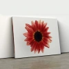 Kızıl Gerbera Kanvas Tablo