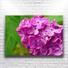 Mor Çiçekler Kanvas