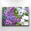 Mor Çiçekler Kanvas