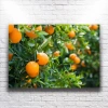Portakal Ağaçları Kanvas