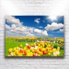 Renkli Laleler Kanvas