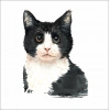 Sevimli Kedi Sticker 4