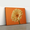 Turuncu Fonlu Sarı Gerbera