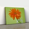 Yeşil Fonda Turuncu Gerbera