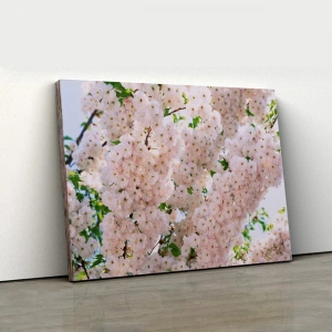 Açık Pembe Kiraz Çiçeği Küme Kanvas Tablo