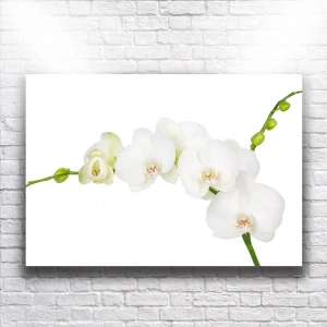 Beyaz Orkideler Kanvas