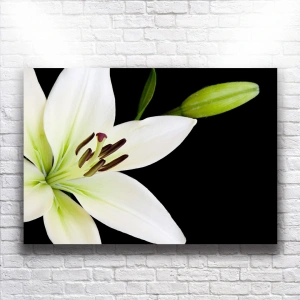 Beyaz Orkideler Kanvas