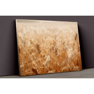 Buğday Tarlası Kanvas