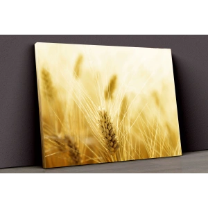 Buğday Tarlası Kanvas