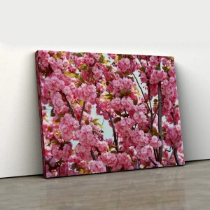 Canlı Pembe Çiçekli Sakura Ağacı Kanvas Tablo