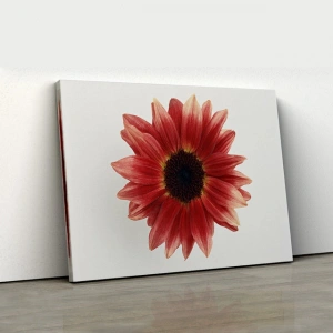Kızıl Gerbera Kanvas Tablo