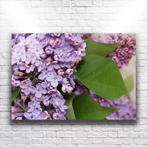 Mor Çiçekler Kanvas